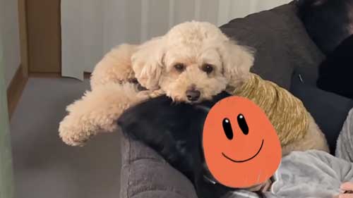 お姉ちゃんが大好きなことが伝わる