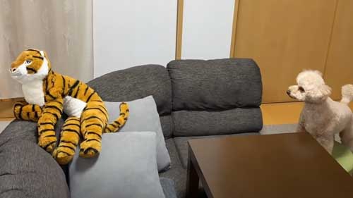 自分の場所にあるぬいぐるみを発見