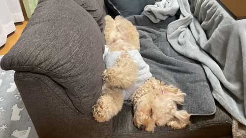 伸び伸び寝を見せるトイプードル