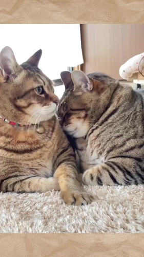 頭をくっつける猫
