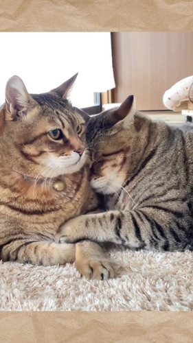 仲良しな2匹の猫ちゃん