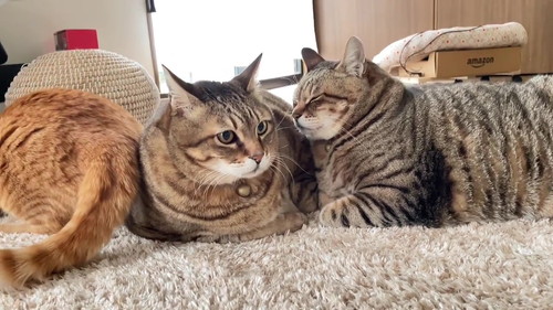 仲良しパンくんまめくん