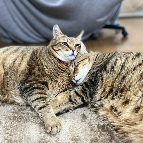 猫ちゃんたち