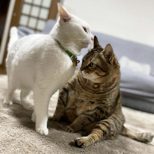 猫ちゃんたち
