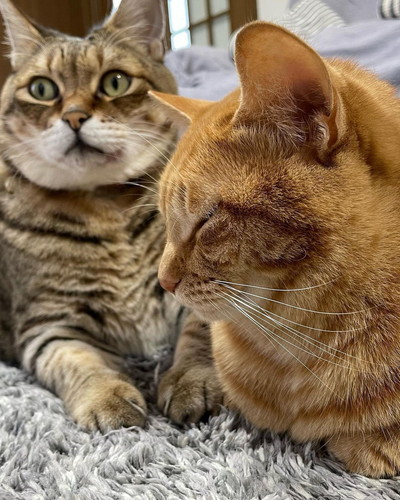 猫ちゃんたち