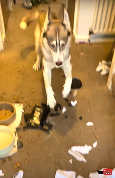 家を荒らしたシベリアンハスキー