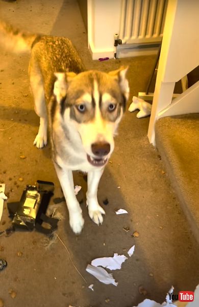 早く遊びたいワンコ