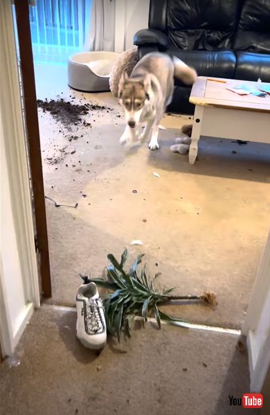 家の中を荒らしたシベリアンハスキー