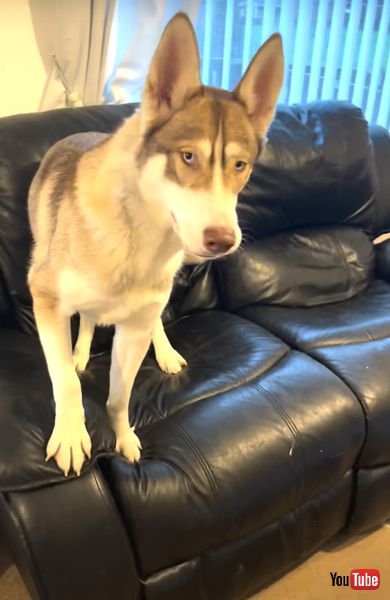 飼い主を見るシベリアンハスキー