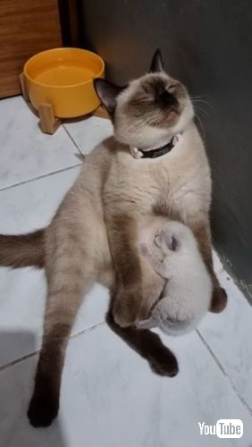 お乳をあげる猫