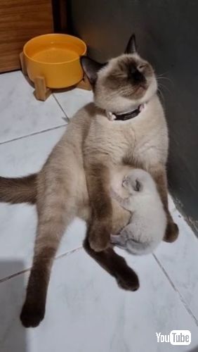 寝落ちしそうな母猫