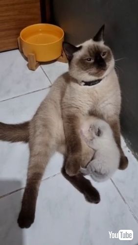 起きた母猫と子猫