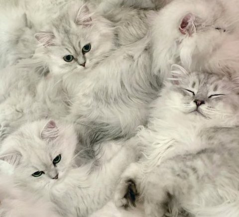 チンチラの集合を拡大