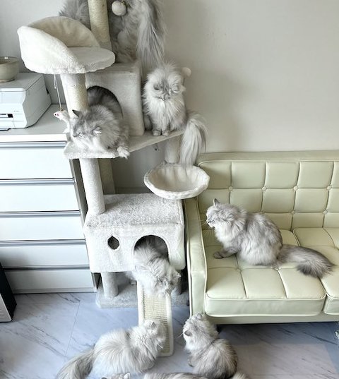 チンチラのキャットタワー