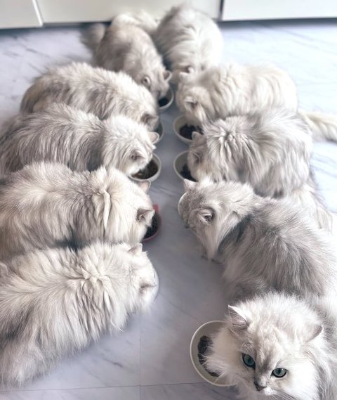 チンチラの食事風景