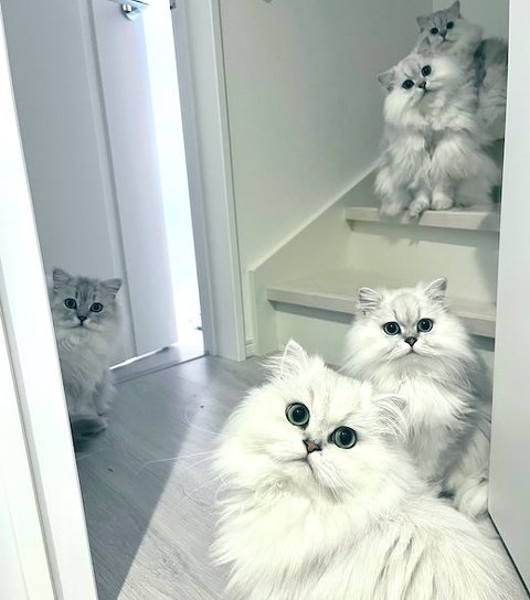 チンチラの出待ち