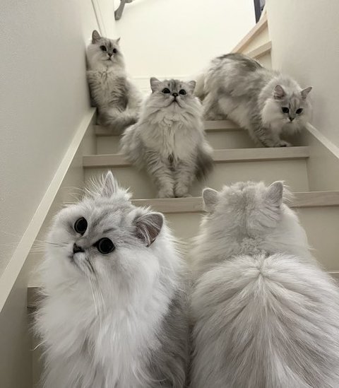 チンチラが階段を選挙