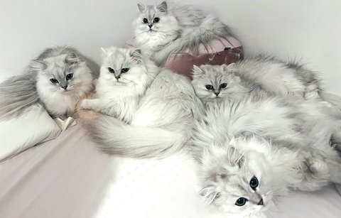 チンチラたちの日常