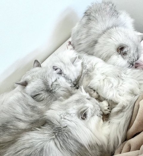 足元にチンチラ集合