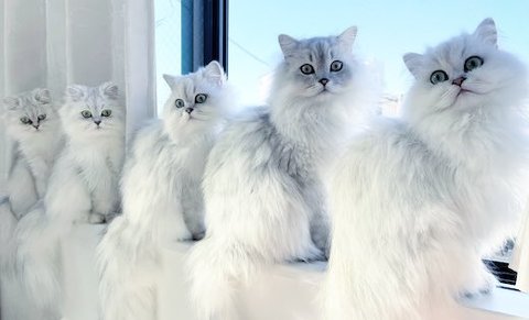 チンチラたちの整列