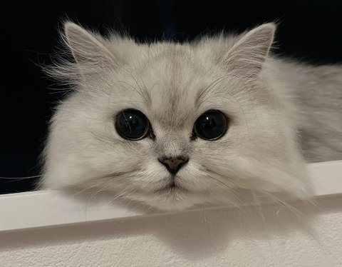 チンチラのぽむたん