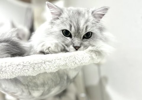 チンチラの「エドワード」くん