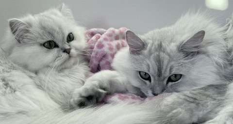 チンチラの夫婦