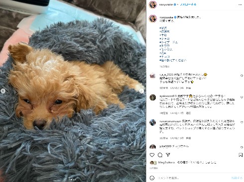 「NON STYLE」井上裕介の愛犬チョコ