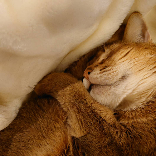 爆睡直さんアップ