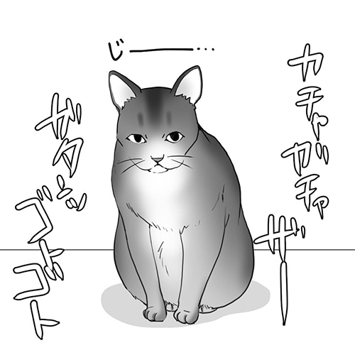 じーっと見つめる猫