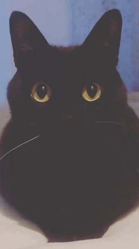 ぱっちりおめめのこねろくくん