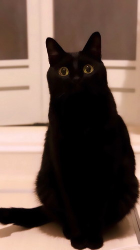 きゅるんとした目で座るこねろくくん