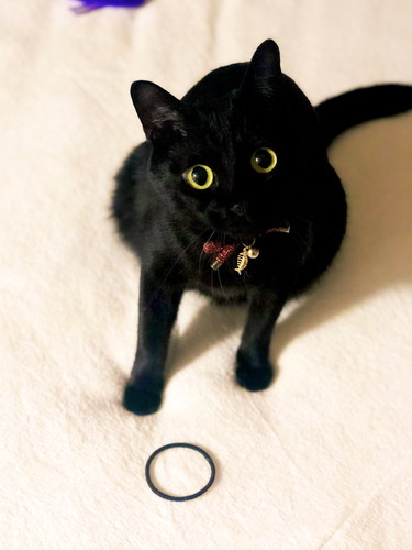 ゴムを投げてほしいと訴えるこねろくくん