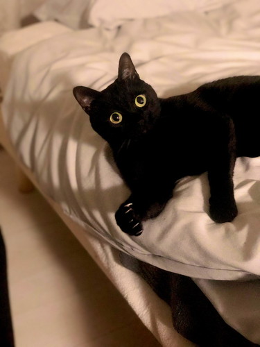 爪がシャキンとなるこねろくくん