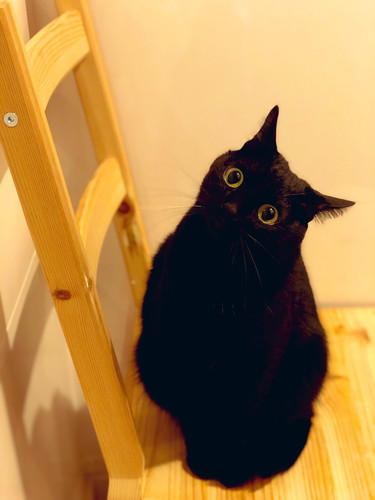 ハテナ顔で見上げるこねろくくん