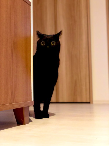 ぴゃと鳴くこねろくくん