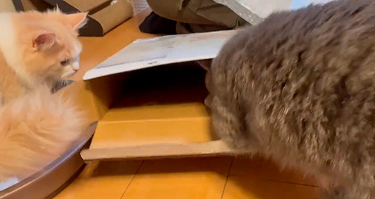 箱に頭を入れる猫