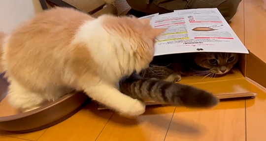 平たい箱に入る猫