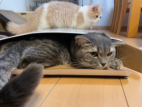 箱を気に入った猫