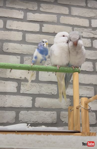 不器用なインコ