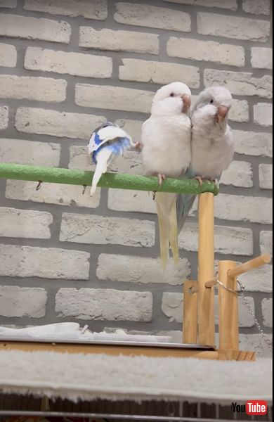 不器用なインコ