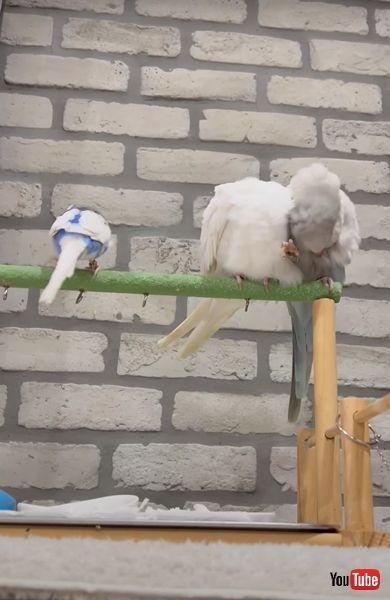 不器用なインコ