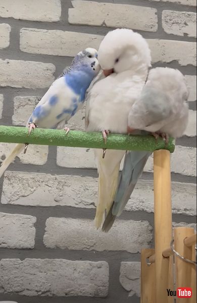 不器用なインコ