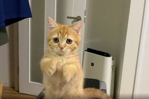 前ならえする虎太朗くん