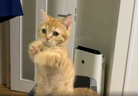 お手てを動かす虎太朗くん2枚目