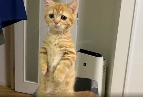 身を乗りだしてのぞく虎太朗くん