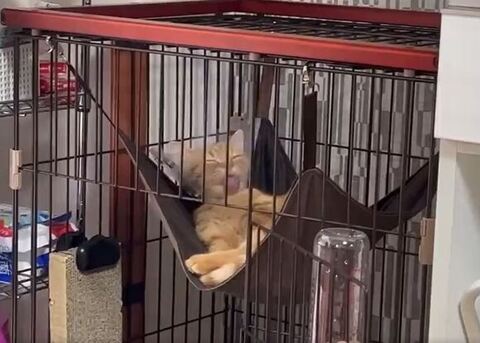 ぺろぺろする虎太朗くん