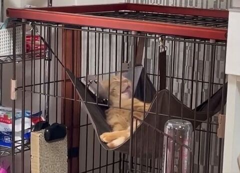 舌をだす虎太朗くん