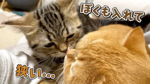 間に入ろうとする子猫