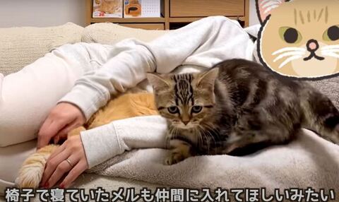 ソファに来た子猫
